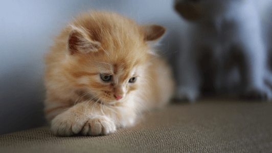 猫