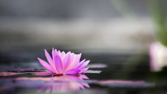 蓮の花
