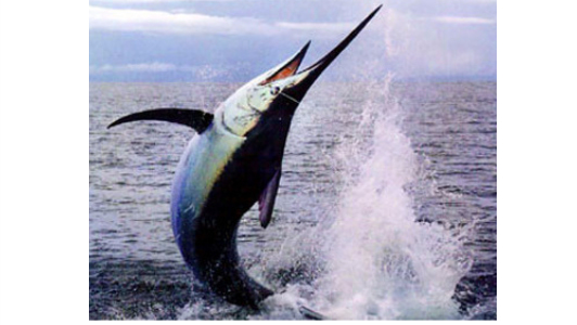 カジキマグロの画像